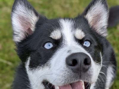1 year old Pomsky needs good home