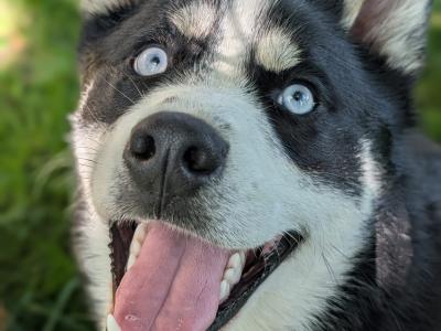 1 year old male Pomsky in Galway needs a good home