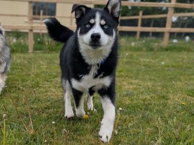 1 year old male Pomsky in Galway needs a good home