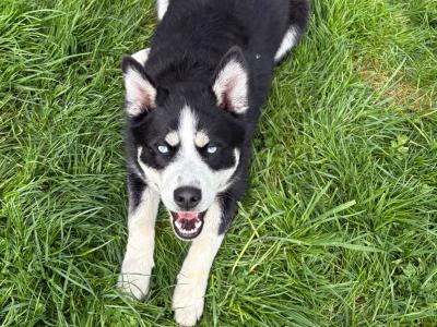 1 year old male Pomsky in Galway needs a good home