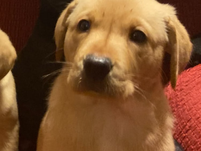 IKC Registered (Pending) Labrador puppies in Kerry