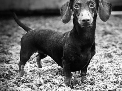 4 Dachshund puppies in Laois