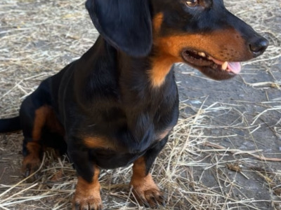4 Dachshund puppies in Laois