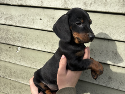 4 Dachshund puppies in Laois