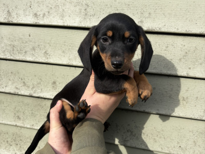 4 Dachshund puppies in Laois