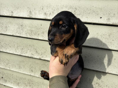 4 Dachshund puppies in Laois