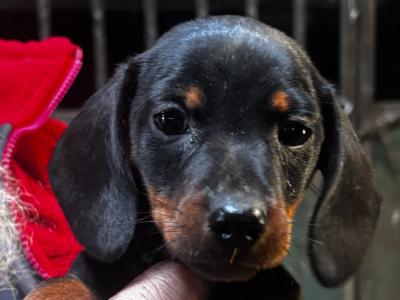 4 Dachshund puppies in Laois