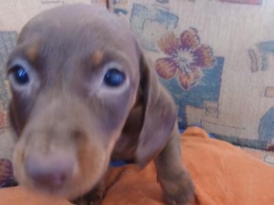 1 male Miniature chocolate Dachshund puppy in Kerry
