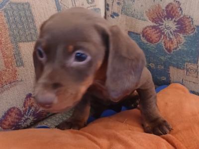 1 male Miniature chocolate Dachshund puppy in Kerry