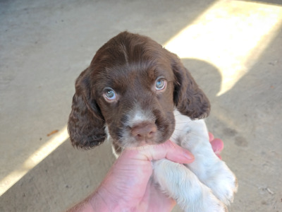 English Springer Spaniel puppies in Westmeath