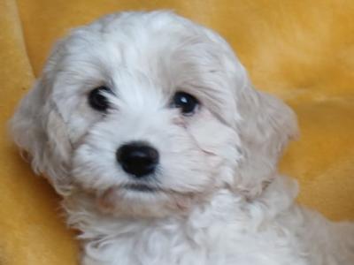 Cavachon puppies in Wexford