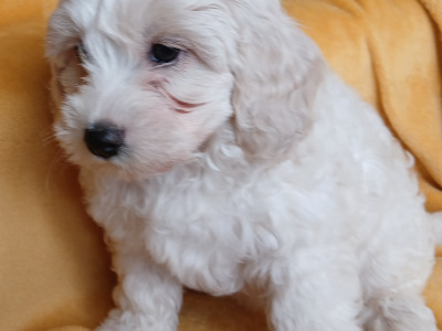Cavachon puppies in Wexford