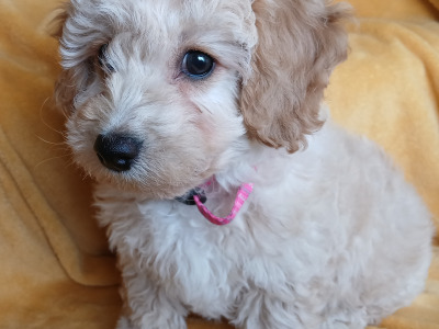 Cavachon puppies in Wexford