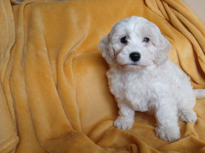Cavachon puppies in Wexford