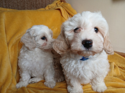 Cavachon puppies in Wexford