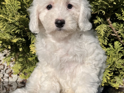 Miniature Goldendoodle puppies in Cavan