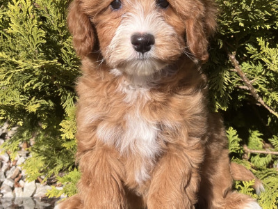 Miniature Goldendoodle puppies in Cavan