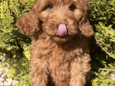 Miniature Goldendoodle puppies in Cavan