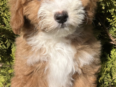 Miniature Goldendoodle puppies in Cavan