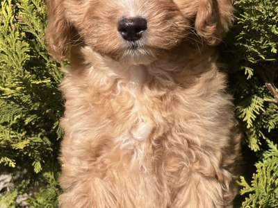 Miniature Goldendoodle puppies in Cavan