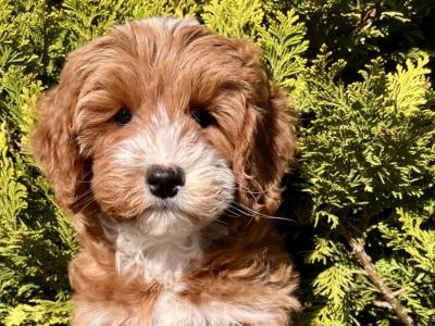 Miniature Goldendoodle puppies in Cavan