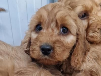 Gorgeous Cockapoo puppies for sale in Wexford