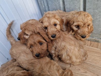 Gorgeous Cockapoo puppies for sale in Wexford
