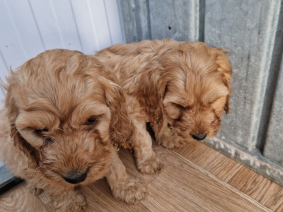 Gorgeous Cockapoo puppies for sale in Wexford