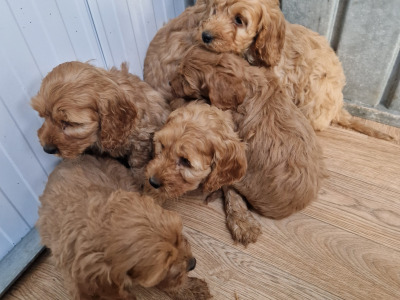 Gorgeous Cockapoo puppies for sale in Wexford