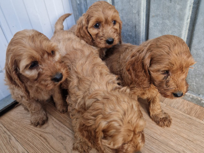 Gorgeous Cockapoo puppies for sale in Wexford