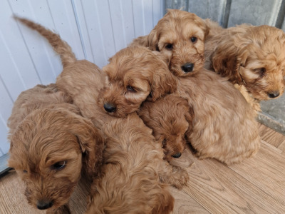 Gorgeous Cockapoo puppies for sale in Wexford