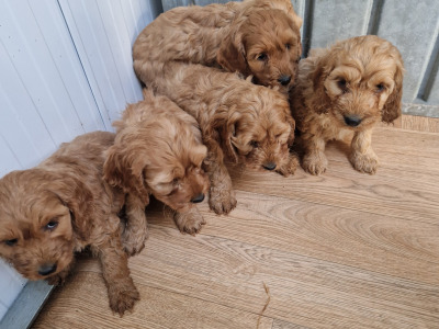 Gorgeous Cockapoo puppies for sale in Wexford