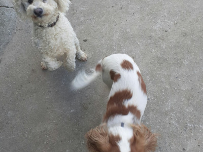 Cavachon puppies in Wexford