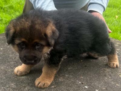 Female pup in Limerick €1300