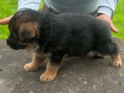 Female pup in Limerick €1300