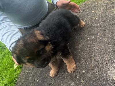 Female pup in Limerick €1300