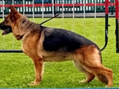Female pup in Limerick €1300
