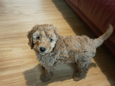 Miniature Cockapoo puppies in Galway