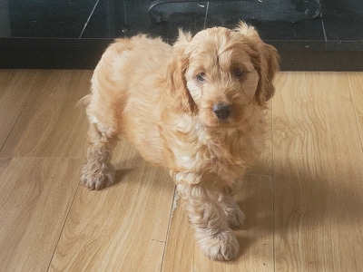 Miniature Cockapoo puppies in Galway