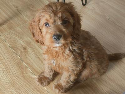 Miniature Cockapoo puppies in Galway