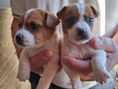 Small breed Jack Russell puppies in Kildare