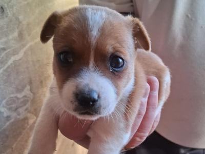 Small breed Jack Russell puppies in Kildare