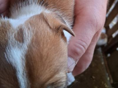 Small breed Jack Russell puppies in Kildare