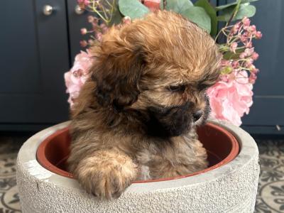 Registered breeder toy Shihpoo puppies (Shih Tzu x Poodle) in Wexford