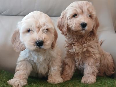 Stunning miniature Cockapoo puppies in Leitrim