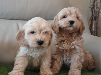 Stunning miniature Cockapoo puppies in Leitrim