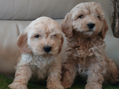 Stunning miniature Cockapoo puppies in Leitrim