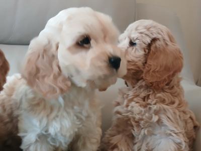 Stunning miniature Cockapoo puppies in Leitrim
