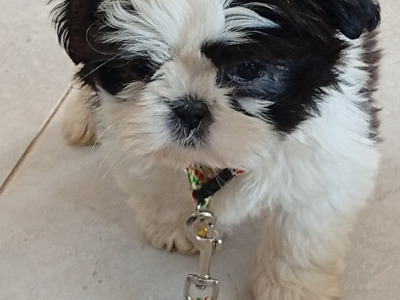 Shih Tzu puppies in Laois