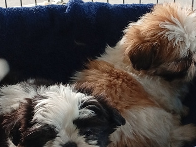 Shih Tzu puppies in Laois